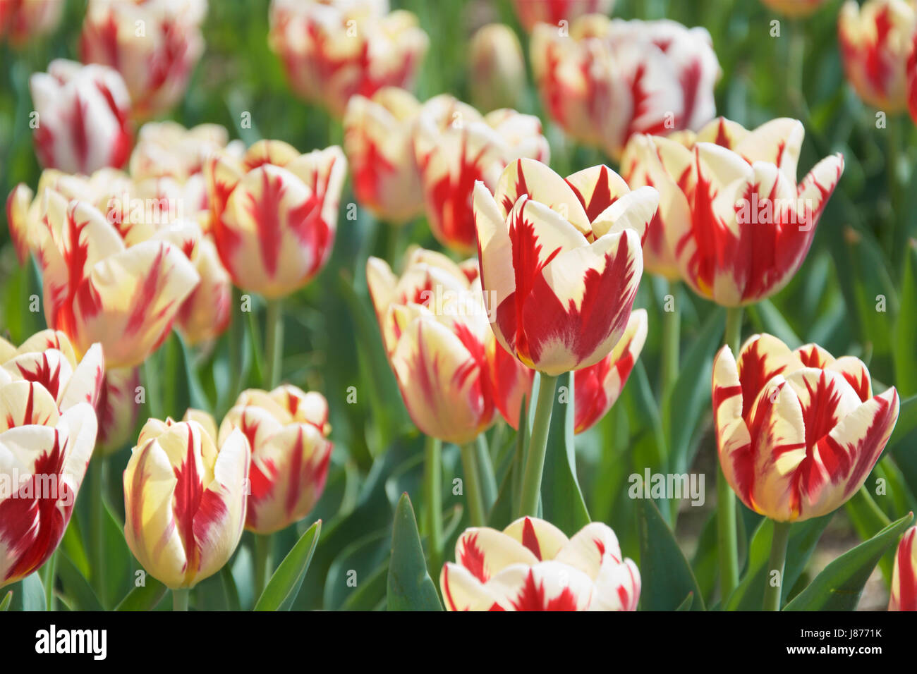 Tulip grand perfection hires stock photography and images Alamy