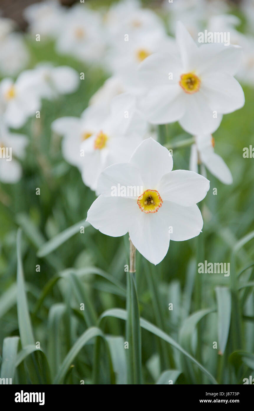 Naturalised Narcissus 'Actaea' poeticus daffodils Stock Photo
