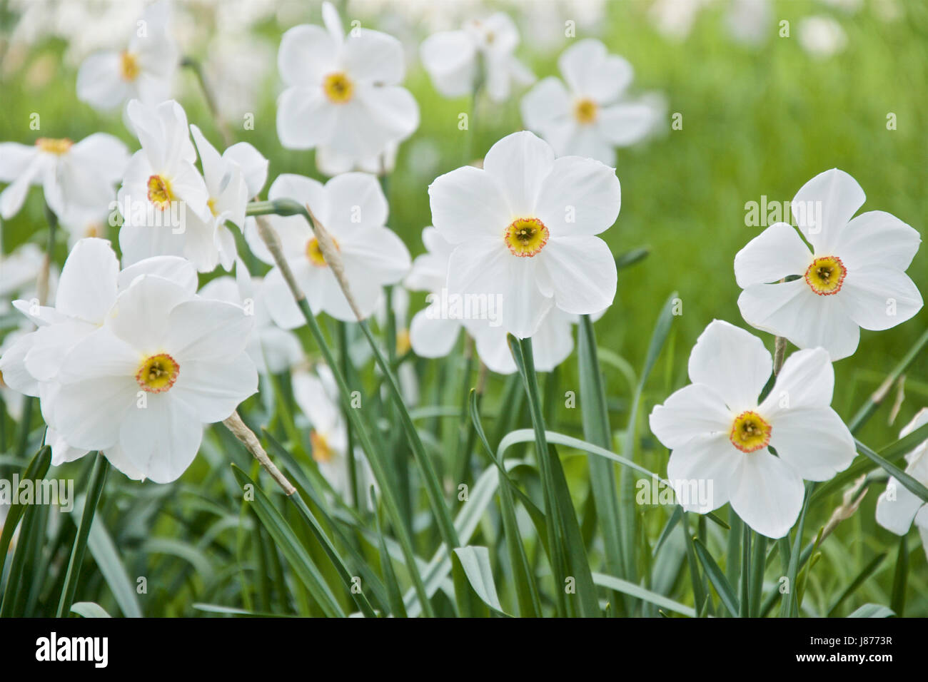 Naturalised Narcissus 'Actaea' poeticus daffodils Stock Photo