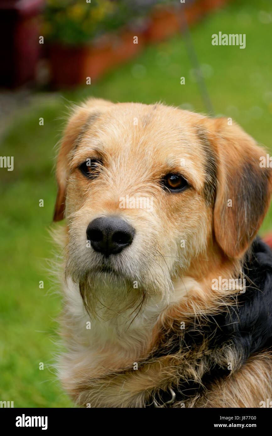 animal pet dog faithful bark waggle obedient game tournament play playing plays Stock Photo - Alamy animal pet dog faithful bark waggle obedient game tournament play playing plays Stock Photo - Alamy
