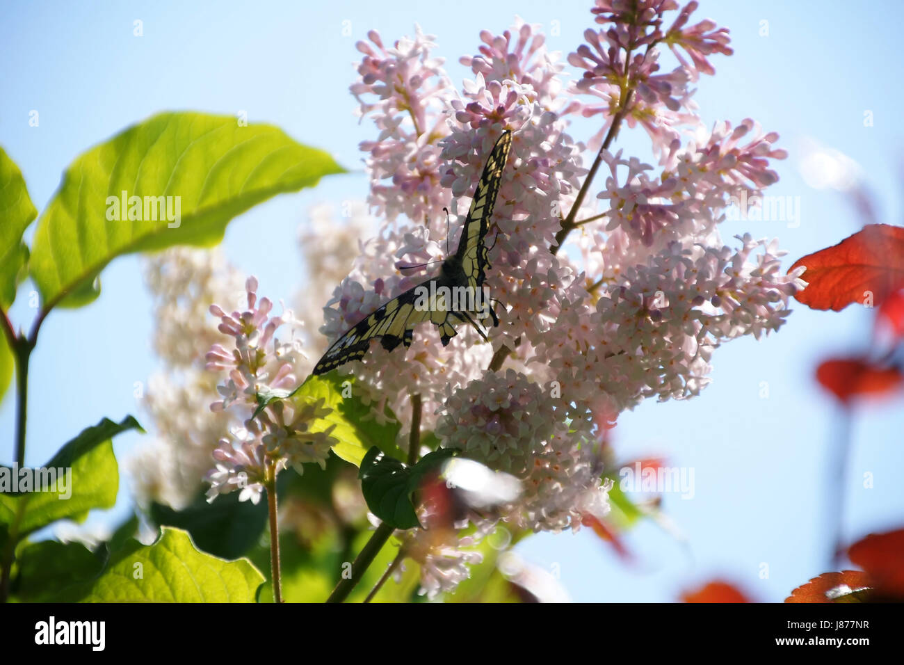 flies butterfly nectar doll caterpillar flutter collect collecting worm fodder Stock Photo