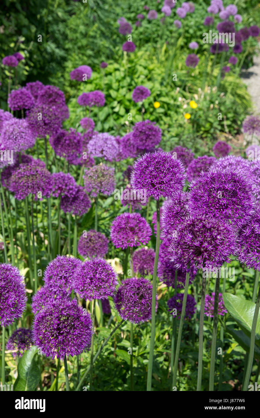 Mass of purple Alliums flowering in an early summer border. Stock Photo