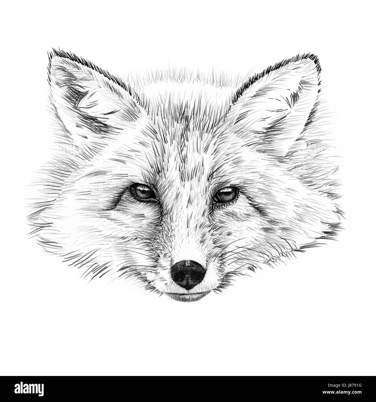 Portrait of fox drawn by hand in pencil. Originals, no tracing Stock Photo