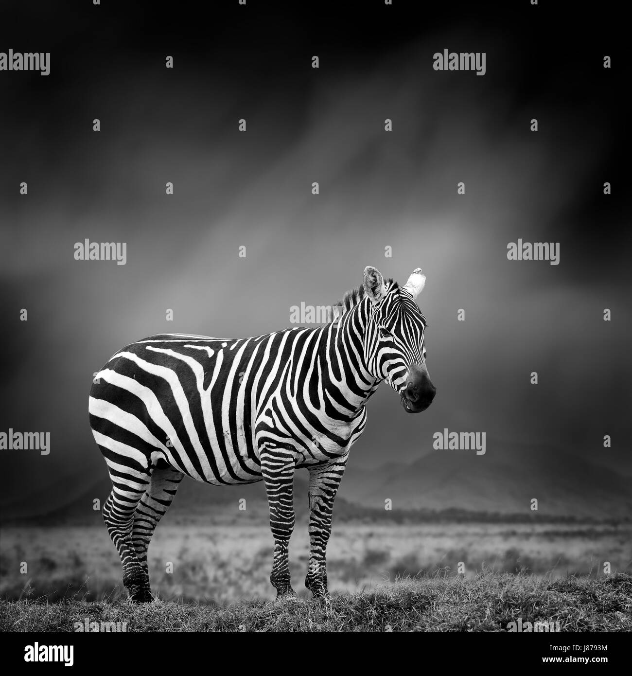 Dramatic black and white image of a zebra on black background Stock Photo