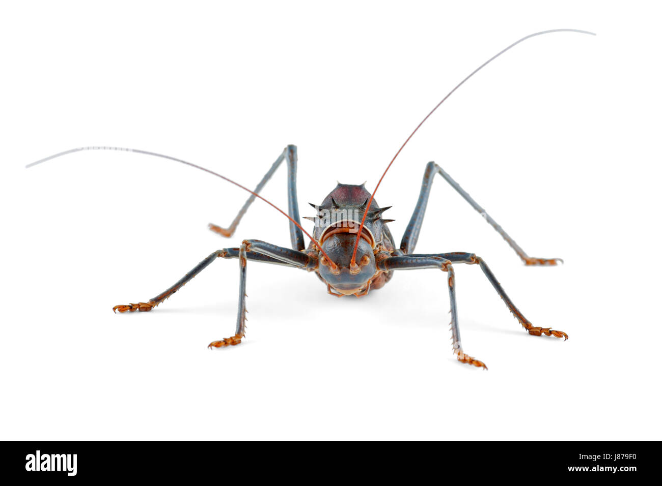 African ground cricket Cut Out Stock Images & Pictures Alamy