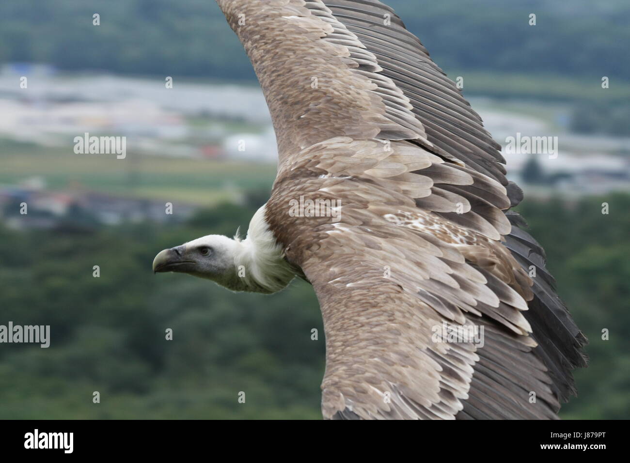 andean condor in flight Stock Photo Alamy