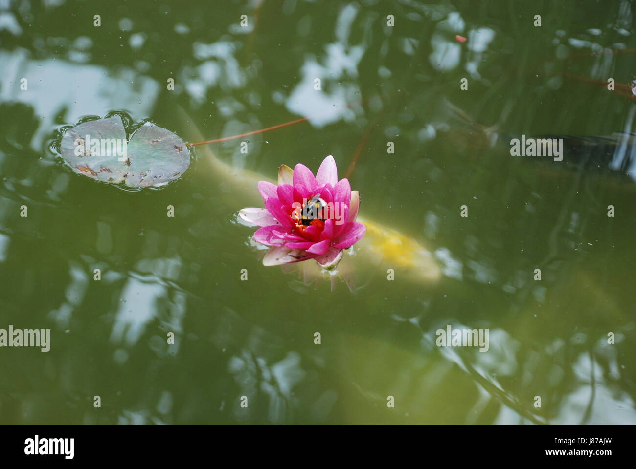 fresh water, pond, water, carp, fodder, mouth, to gorge, engulf, devour, water Stock Photo