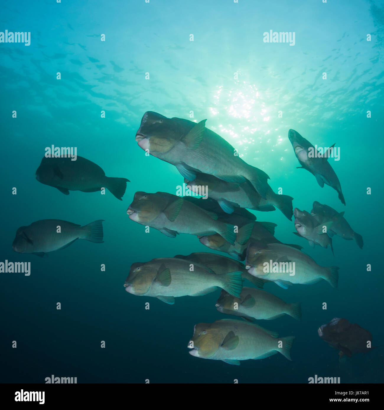 blue, green, asia, animals, bali, indonesia, fish, underwater, wildlife