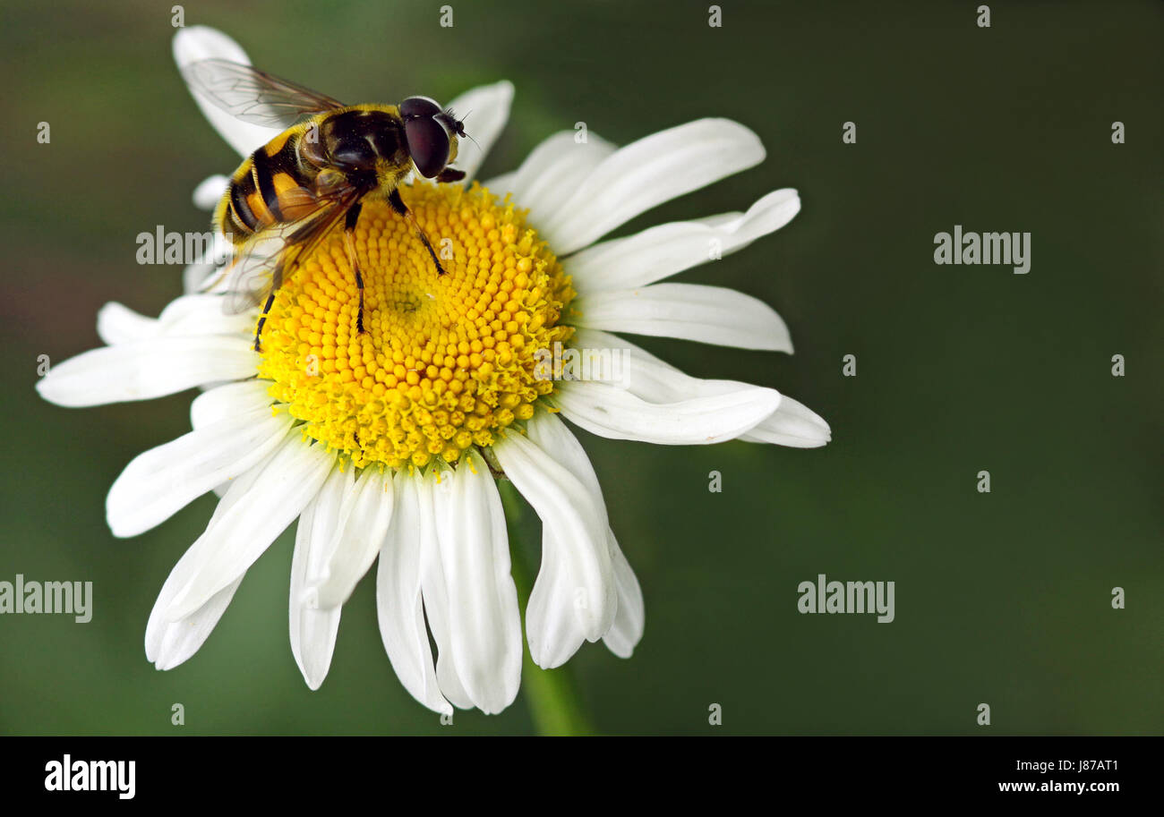 insect, wing, diagonal, marguerite, fly, chrysanthemum, mistbiene, Stock Photo