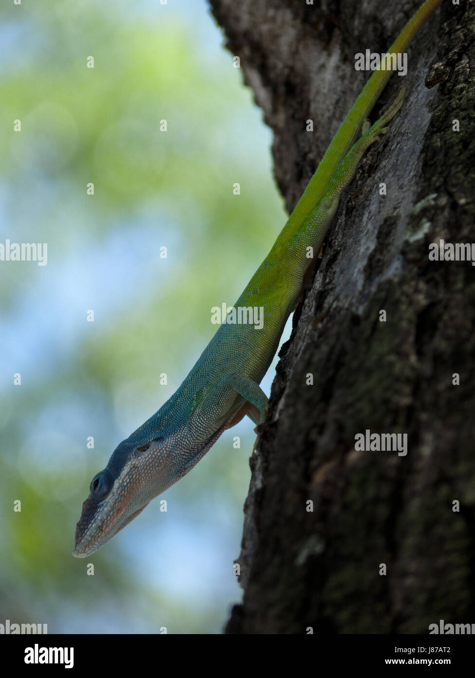 lizard, cuba, blue, tree, green, lizard, central america, bark, iguana, gecko, Stock Photo