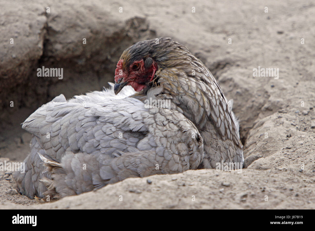 dust, chicken, sands, sand, chickens, hens, bird, dust, birds, poultry