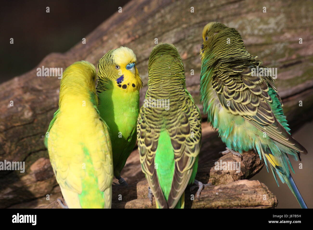 pet, bird, birds, budgerigar, parakeet, parrot, pet, bird, birds