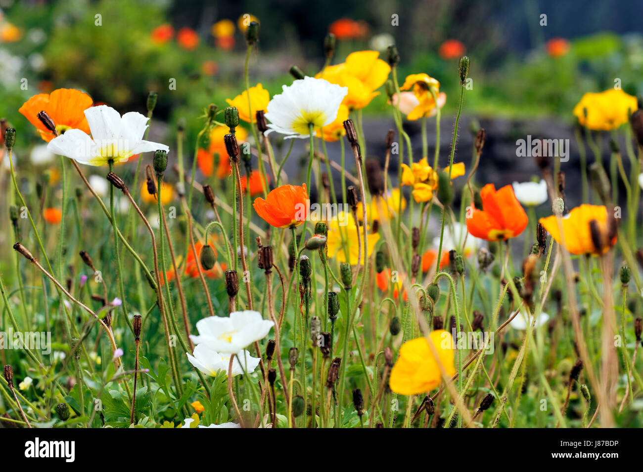 flower, plant, spring, mountain, travel, holiday, vacation, holidays, Stock Photo