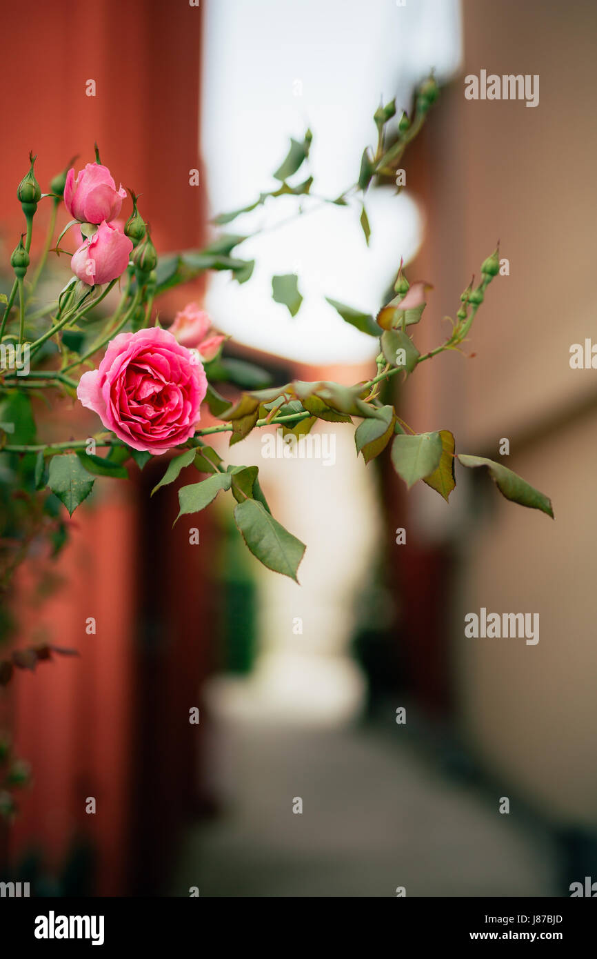 Roses on the street. Pink and red roses grow on the streets of ...