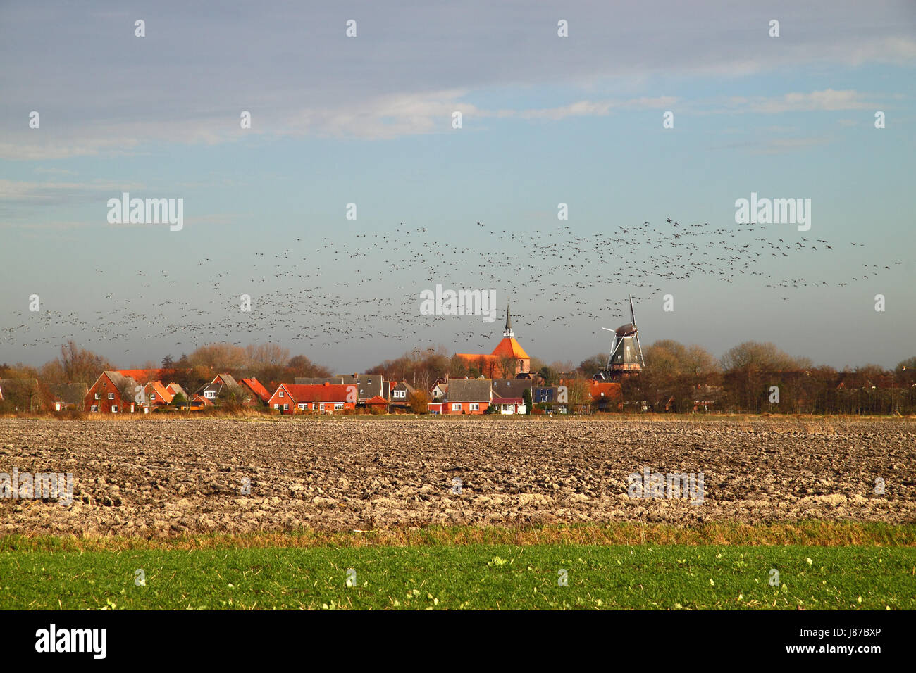 coast, East Frisia, geese, firmament, sky, scenery, countryside, nature, Stock Photo
