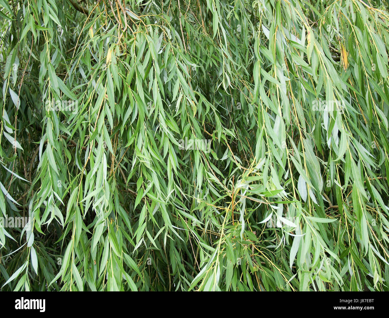 tree, fresh water, pond, water, weep, cry, crying, weeper, weeping, backdrop Stock Photo Alamy