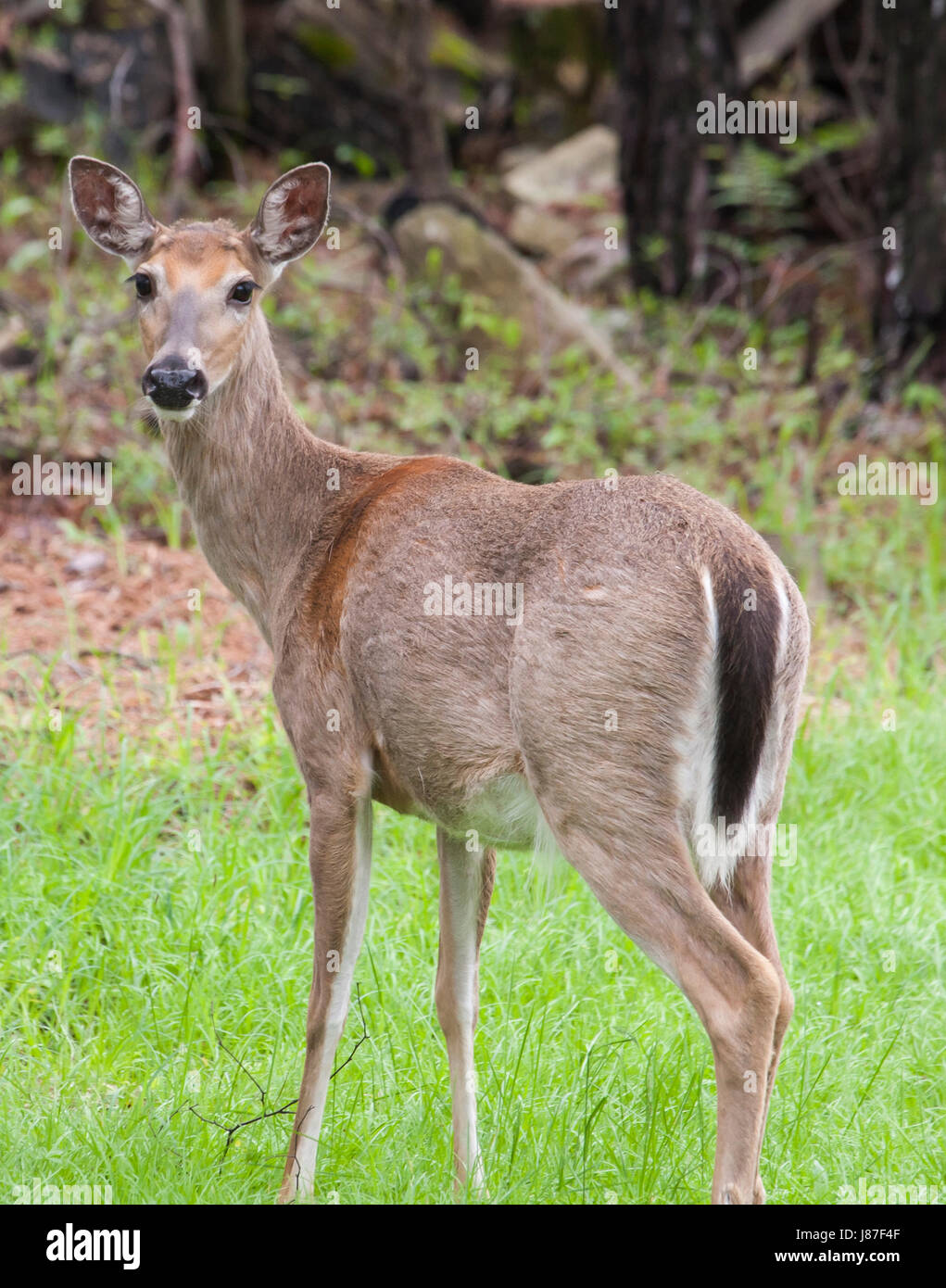 Deer Whitetail Doe Stock Photo