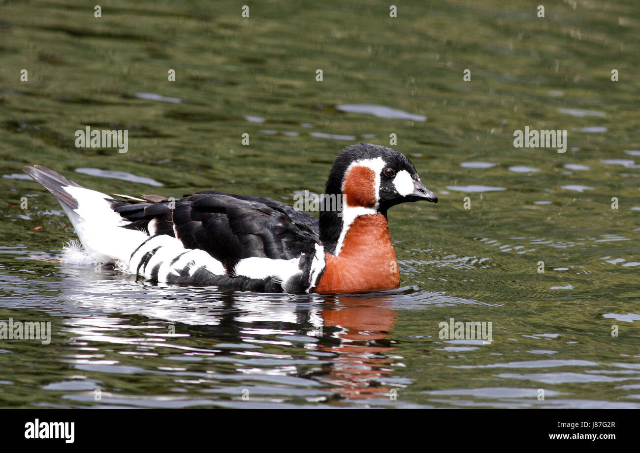 coloured, colourful, gorgeous, multifarious, richly coloured, waterfowls, Stock Photo