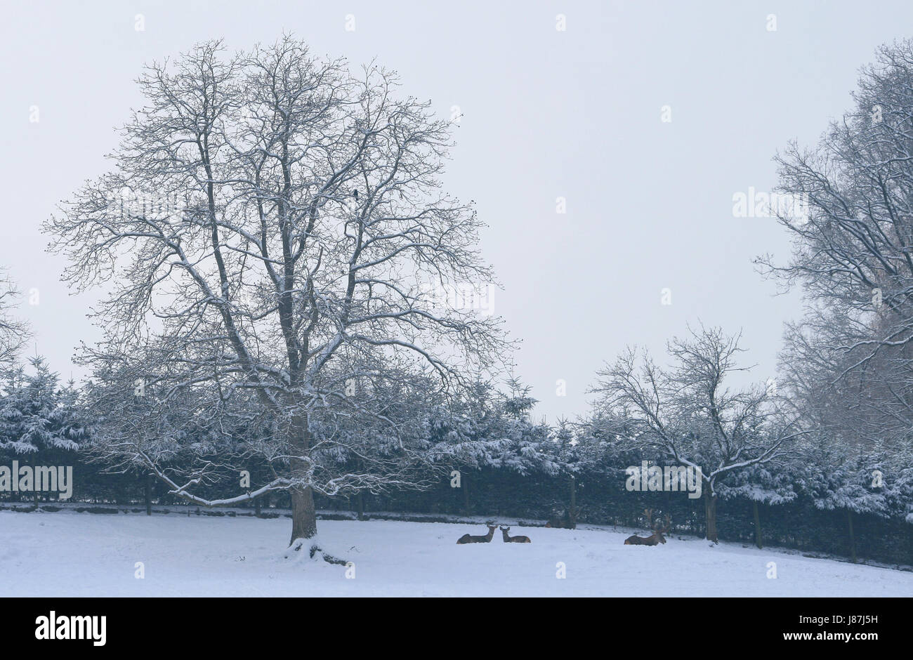tree, winter, snow, weather, environment, enviroment, tree, winter ...