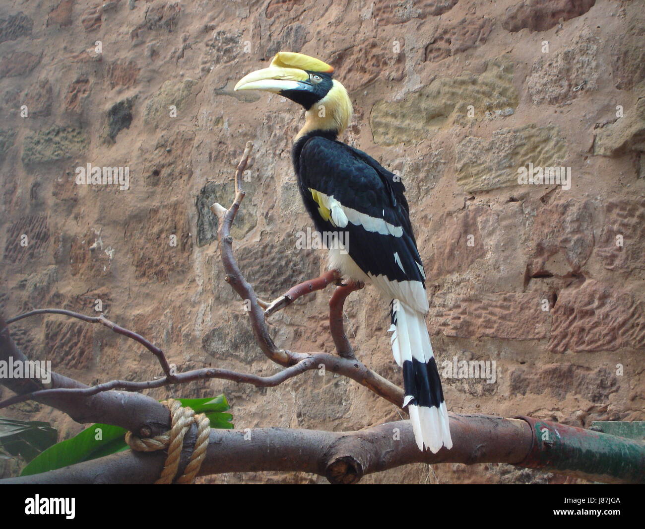 animal, bird, africa, beak, wildlife, tropical, nature, beautiful, beauteously, Stock Photo