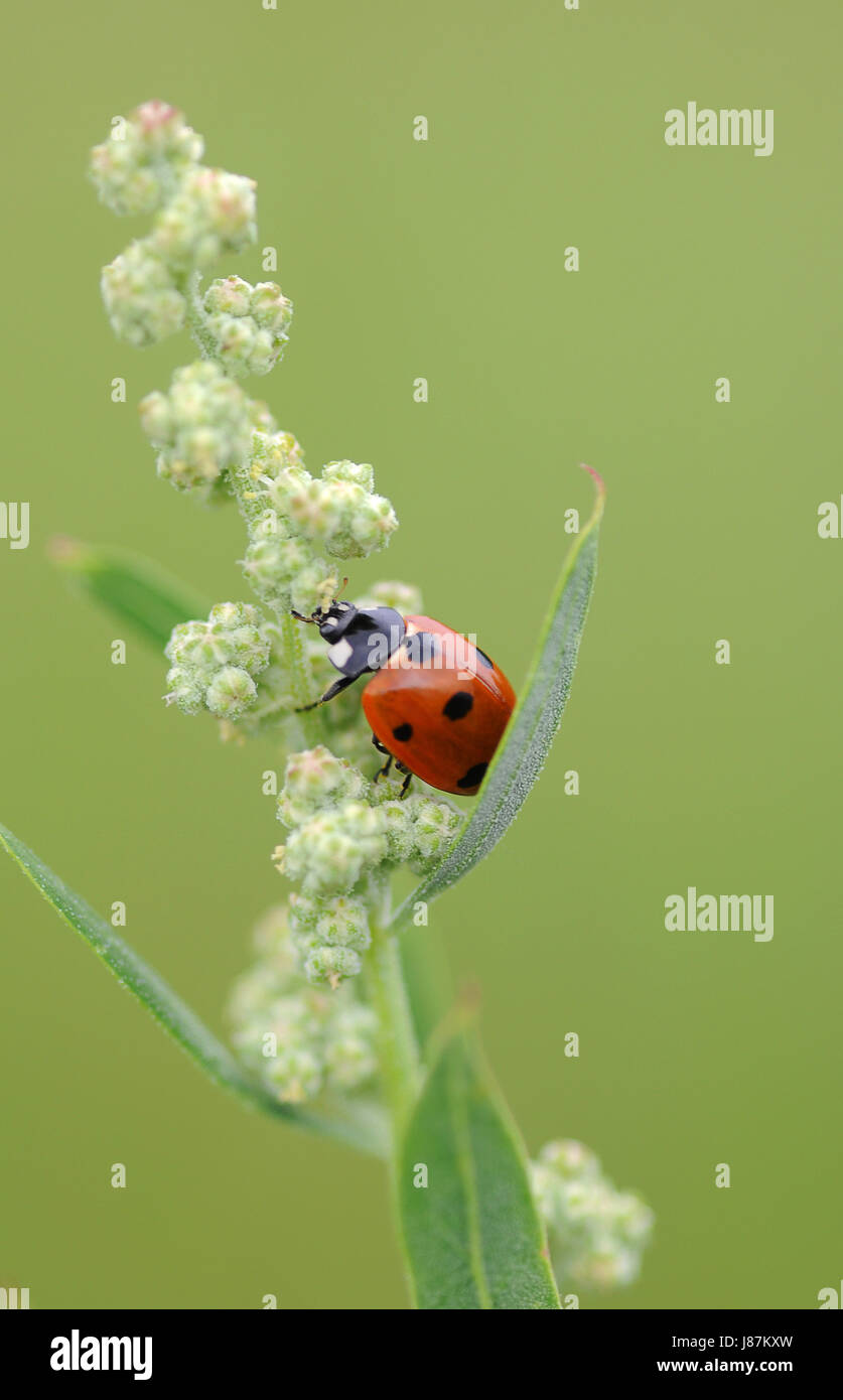 green, beetle, delicate, backdrop, background, ladybug, green, beetle, native, Stock Photo