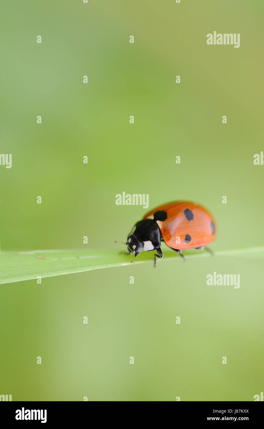 green, beetle, delicate, backdrop, background, ladybug, scrabble, crawling, Stock Photo