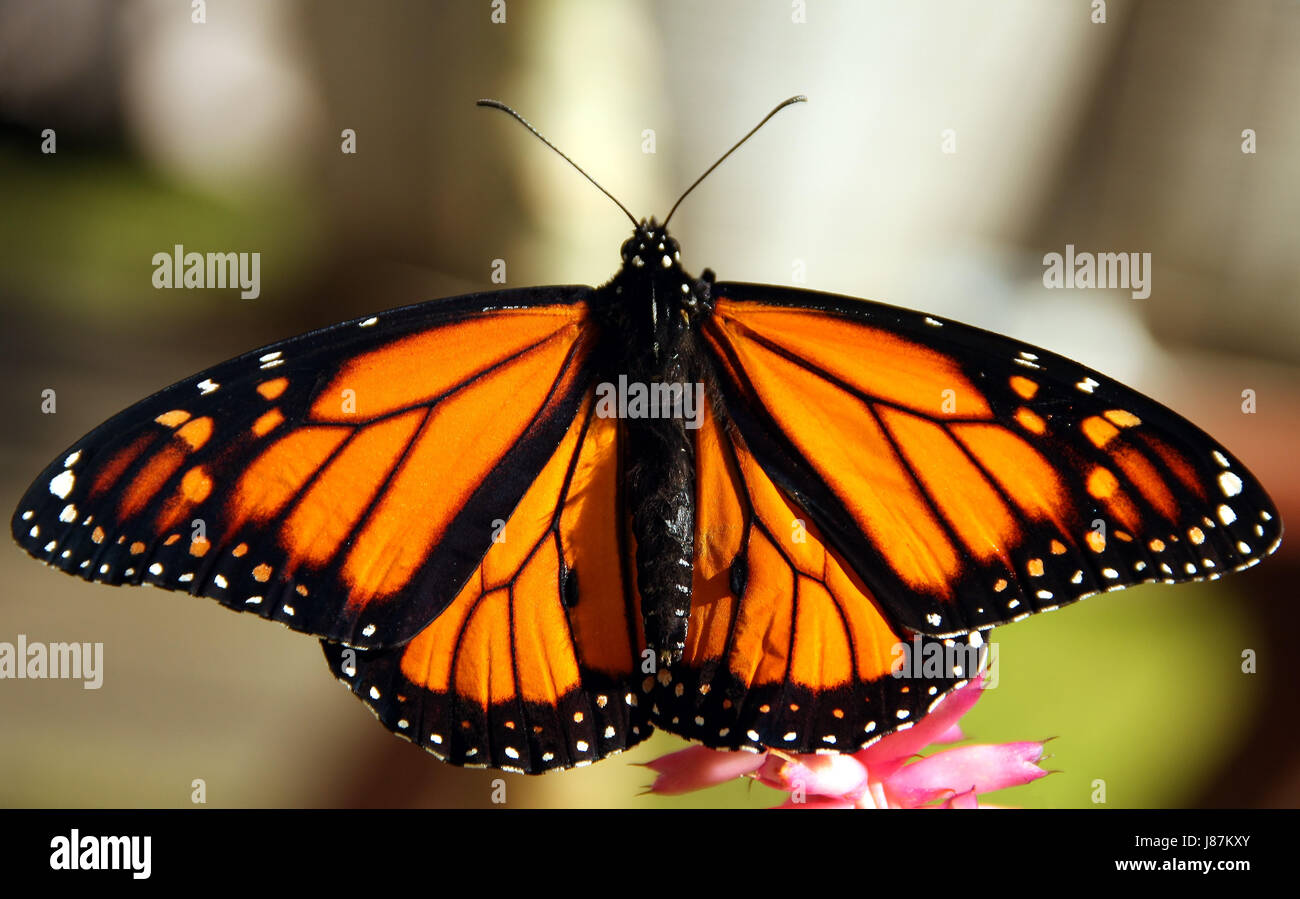 insect, butterfly, animal, insect, butterfly, coloured, colourful, gorgeous, Stock Photo