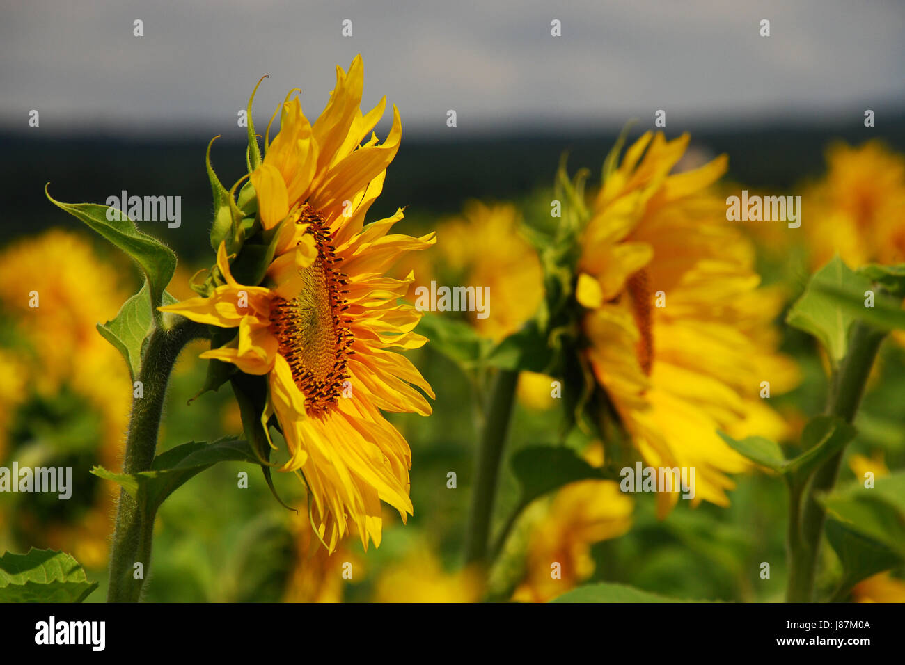 sunflower in the field Stock Photo - Alamy