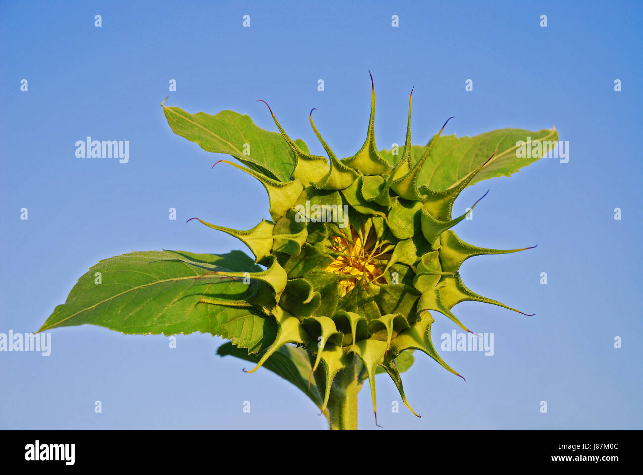 sunflower before blooming Stock Photo Alamy