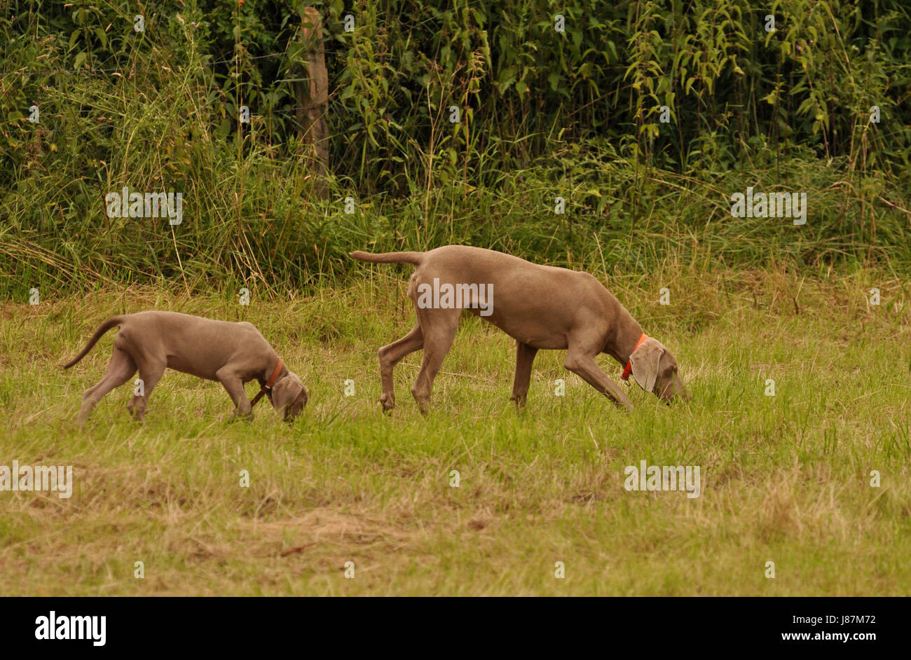 education, dog, hunt, track, puppy, footmark, footprint, hounds, hound, setter, Stock Photo