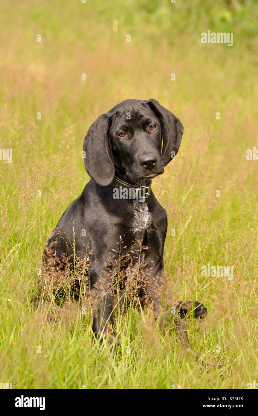 German Shorthair Puppy Stock Photo 142769735 Alamy