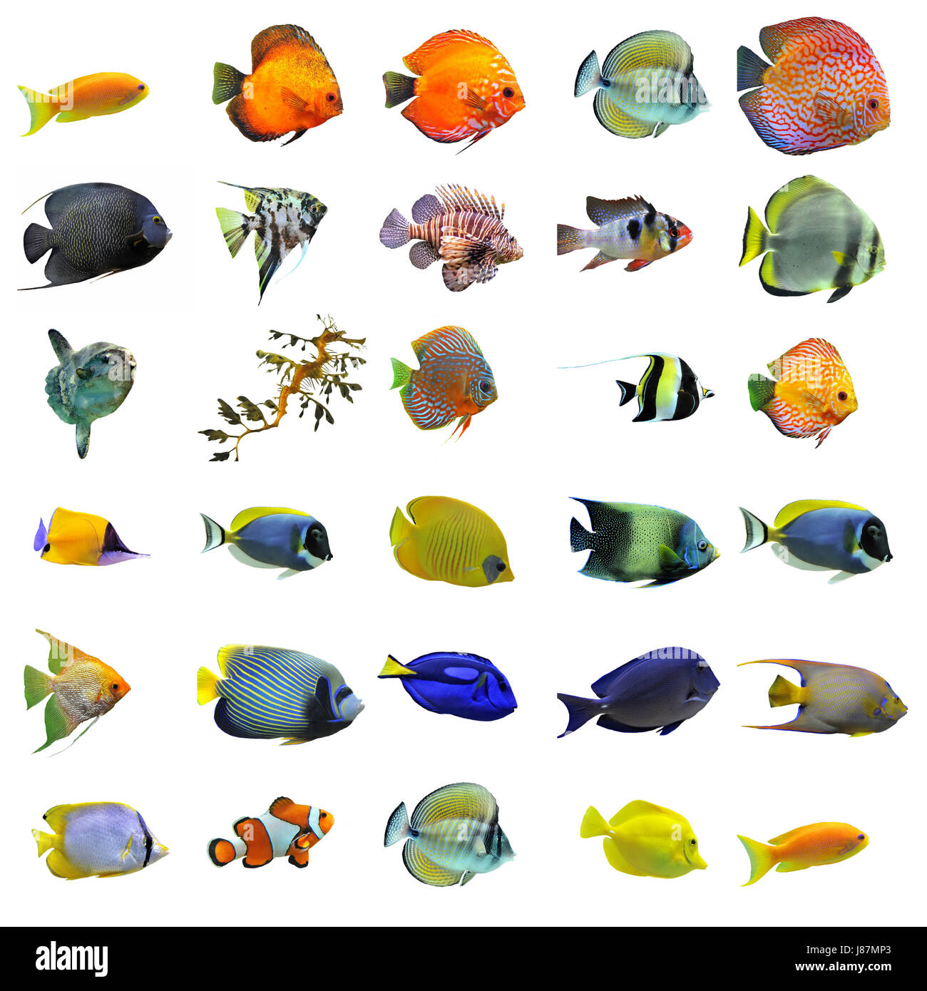 blue, macro, close-up, macro admission, close up view, animal, aquarium, fish, Stock Photo