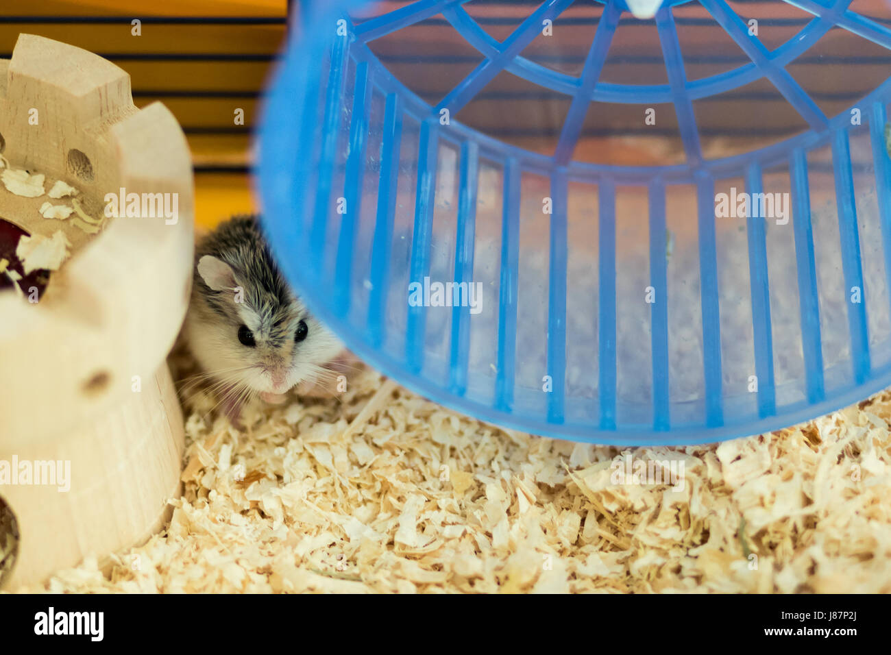 Dwarf Roborovski hamster Stock Photo