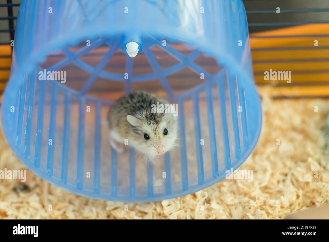 Dwarf Roborovski hamster in spinning wheel Stock Photo