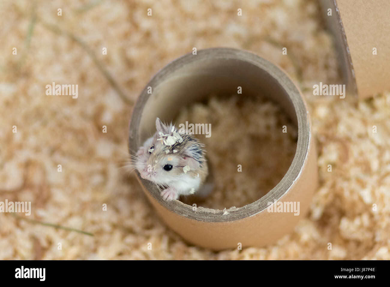 Dwarf Roborovski hamster climbing on paper cylinder Stock Photo