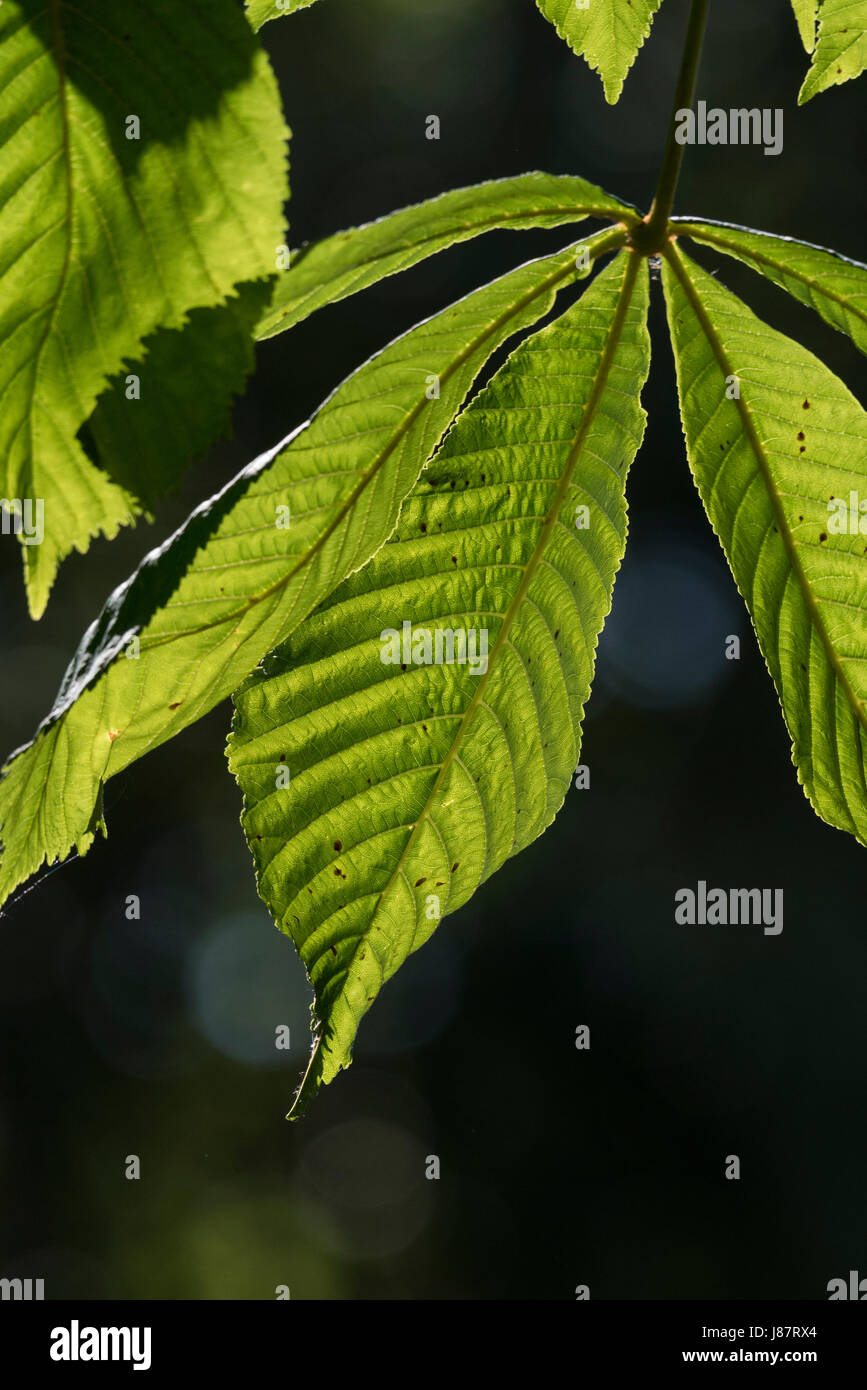 Horse chestnut tree leaves hi-res stock photography and images - Alamy