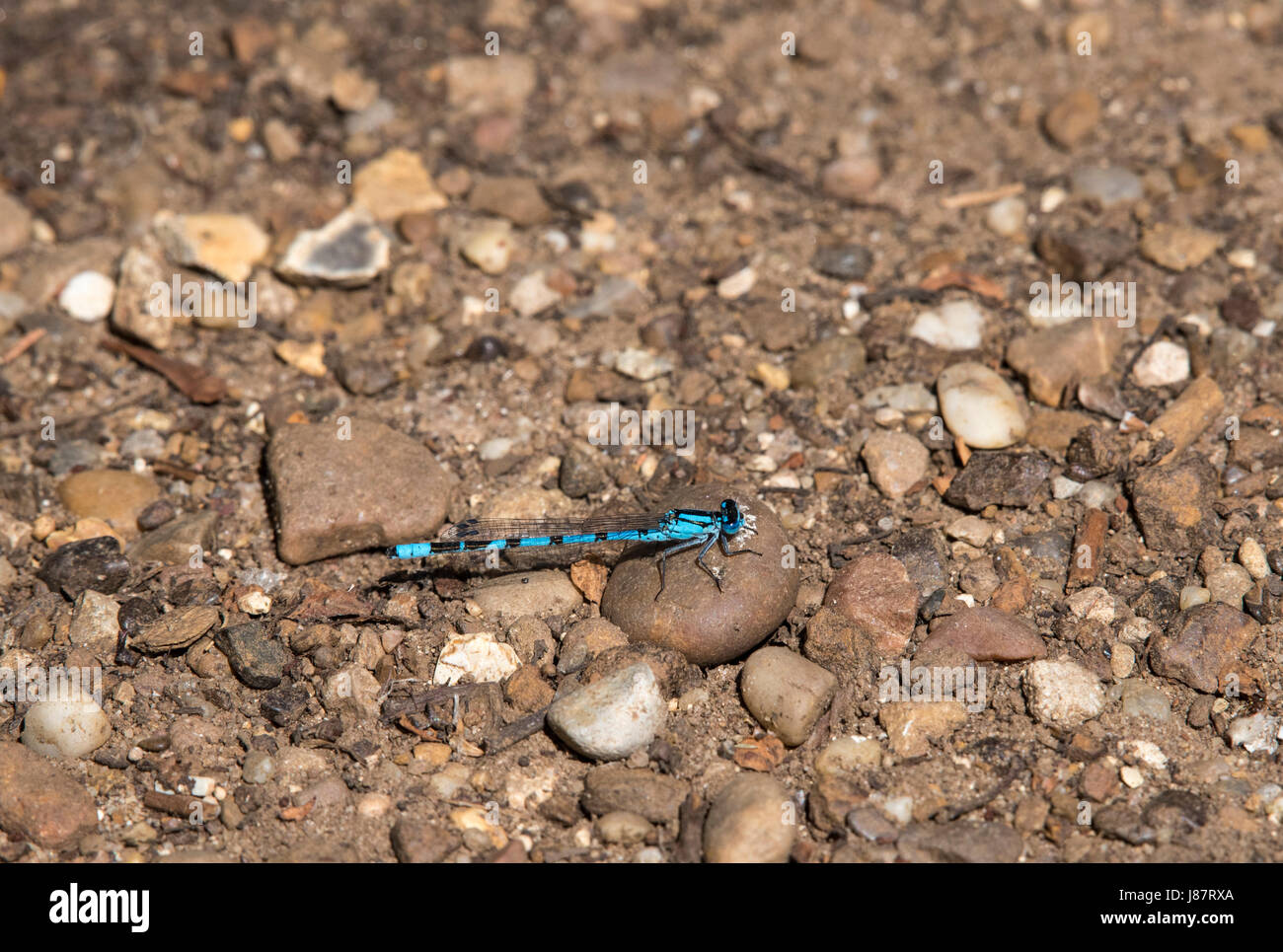 Blue damsel fly on gravel path Stock Photo