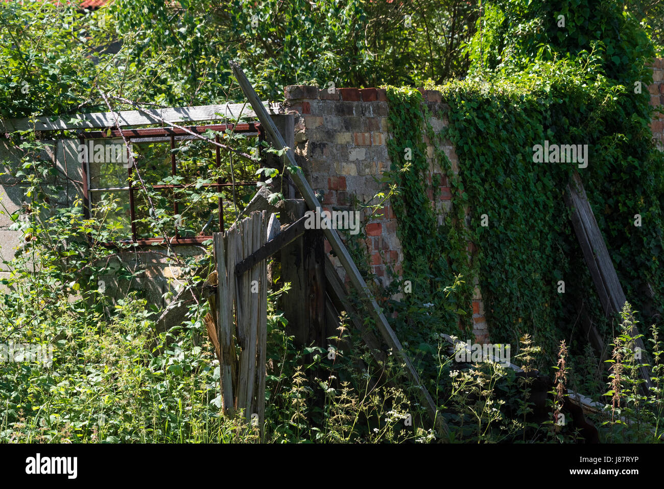 Overgrown tumbledown outhouse on farm Stock Photo