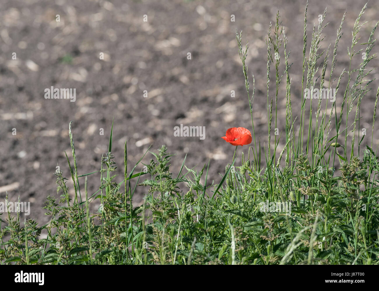 Single lone poppy in grass verge by ploughed field Stock Photo