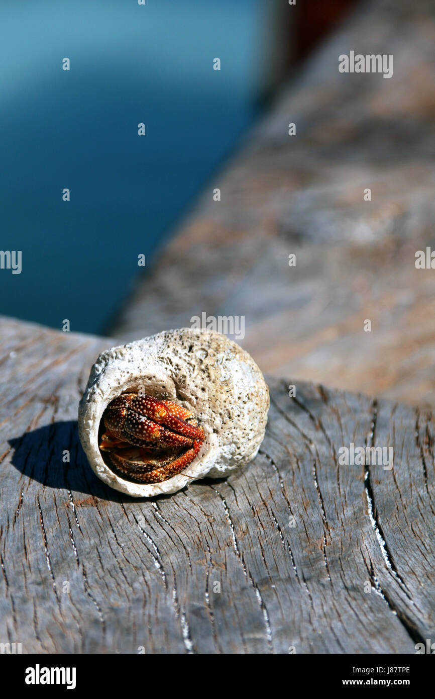 legs, eyes, snail shell, cancer, shear, antenna, hermit crab, legs, eyes, snail Stock Photo