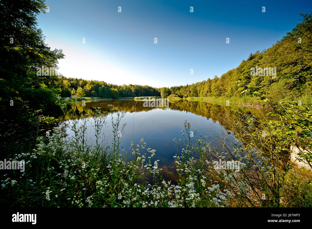 summer, summerly, mirroring, fresh water, pond, fish pond, water, blue