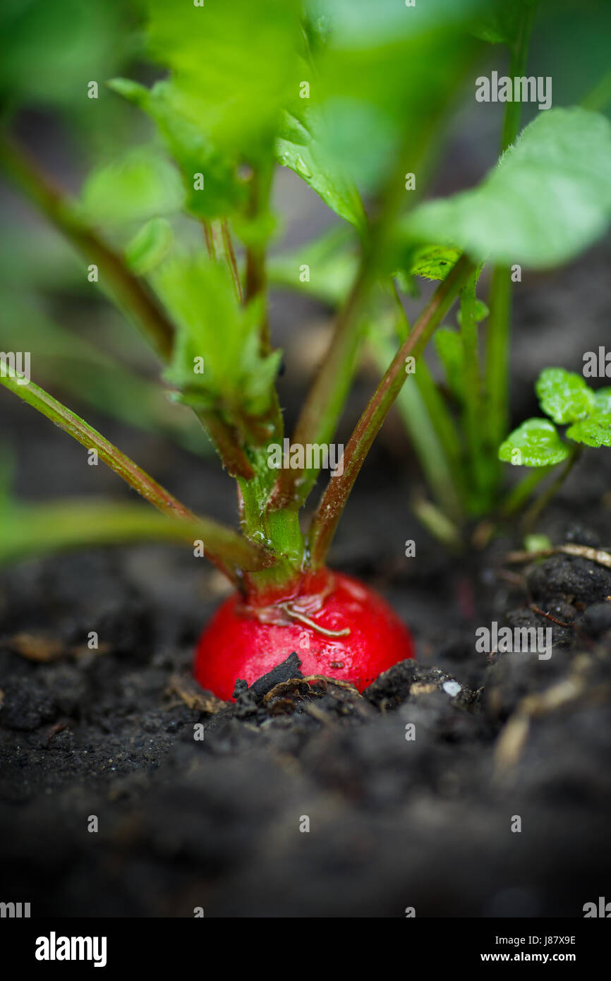 Radishes Ripe Red ripe radish grows Stock Photo - Alamy