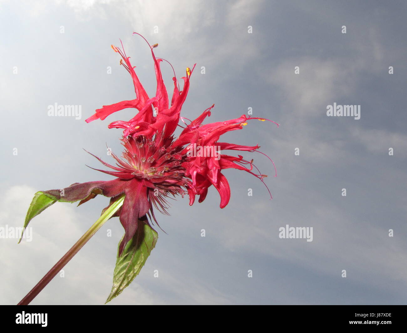 medicinal plant, nettle, scarlet, salad, shine, shines, bright, lucent, light, Stock Photo