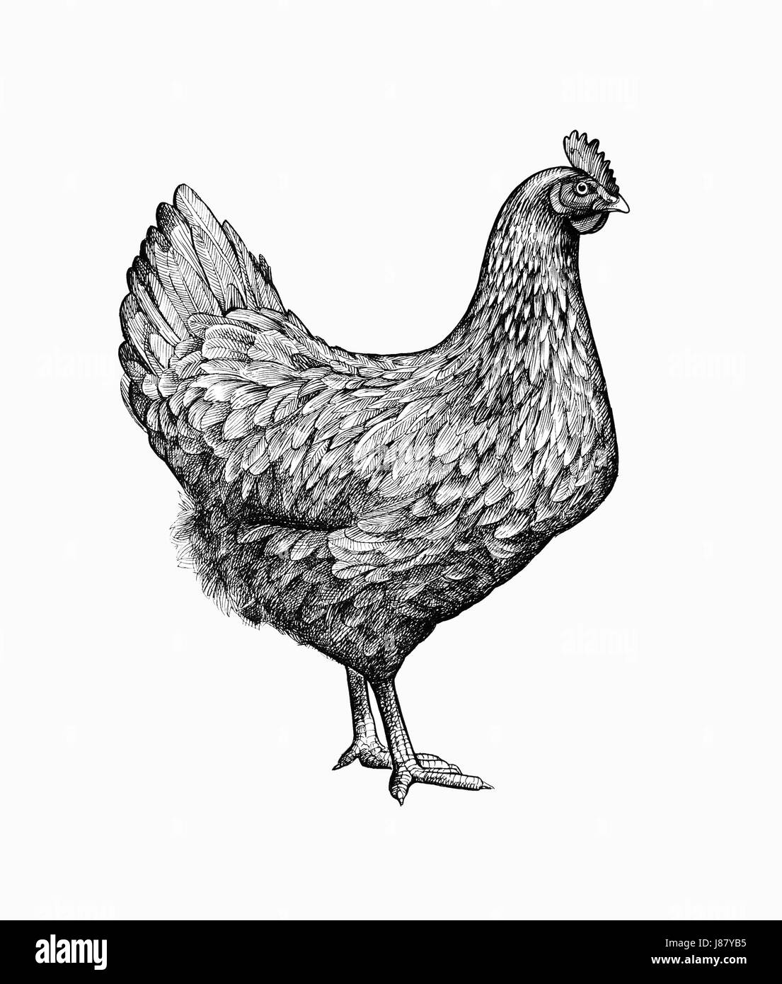 Gorgeous drawing of chicken or hen in retro etching or woodcut style. Female farm bird, domestic fowl, poultry. Illustration for banner, poster, menu, website, t-shirt print, advertisement. Stock Photo