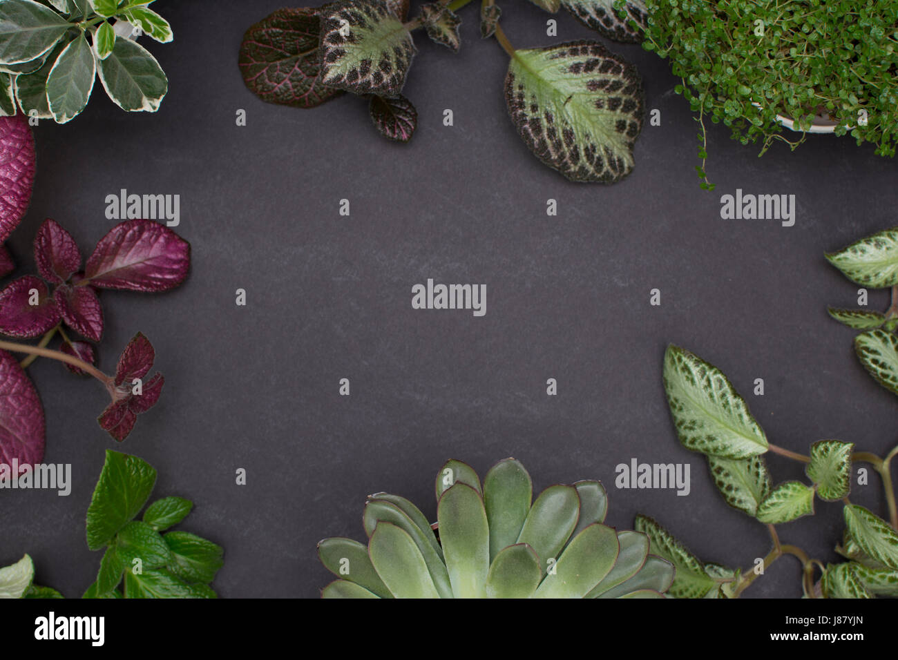Background with variegated leaves. Episcia and succulent. Stock Photo