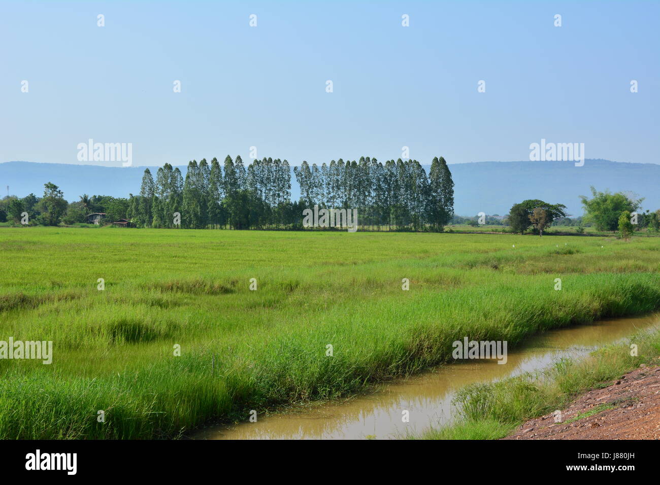 Green meadow under blue sky with clouds, mountain and trees Stock Photo ...