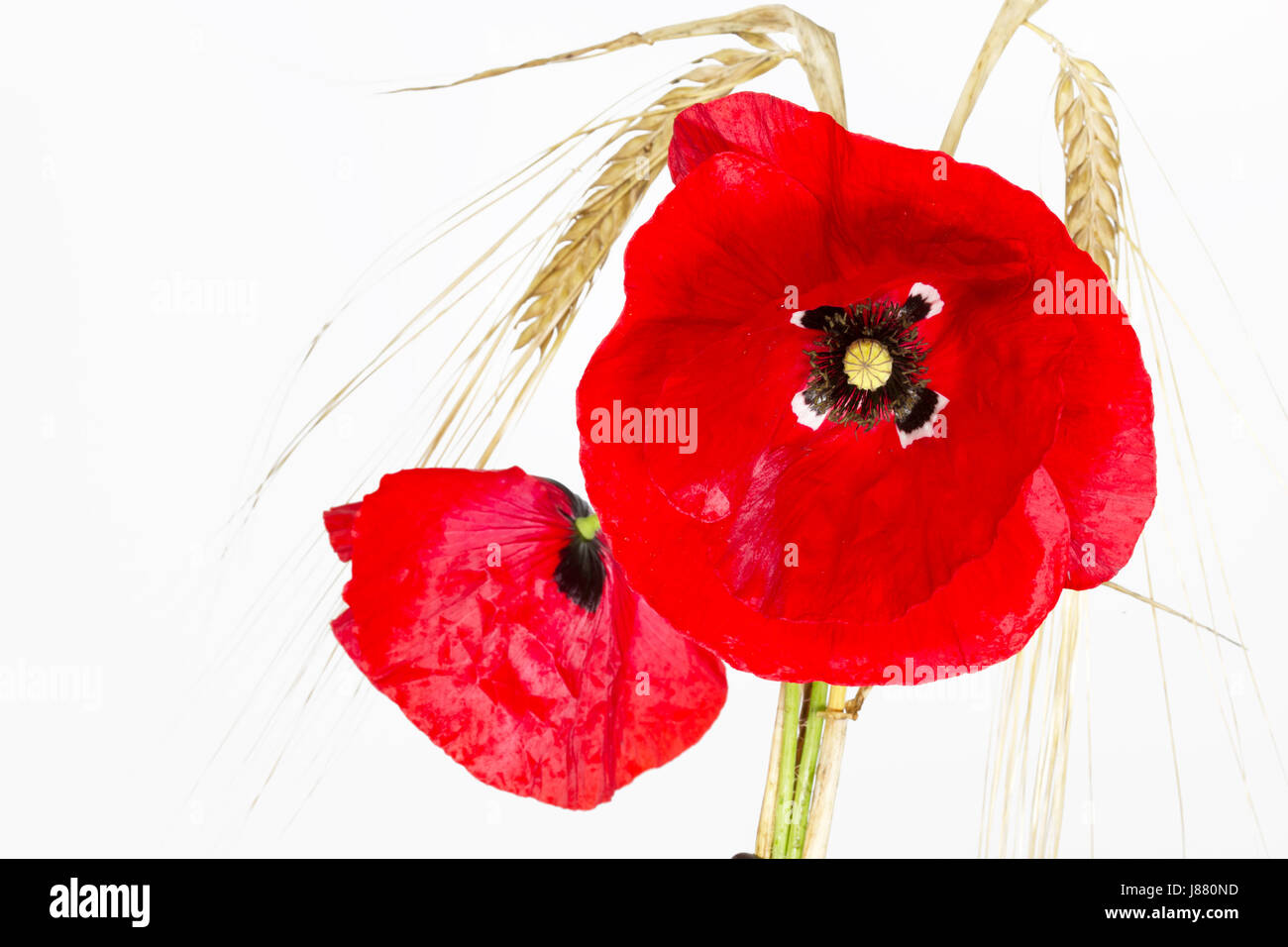 blooming poppy (papaver rhoeas) with barley Stock Photo