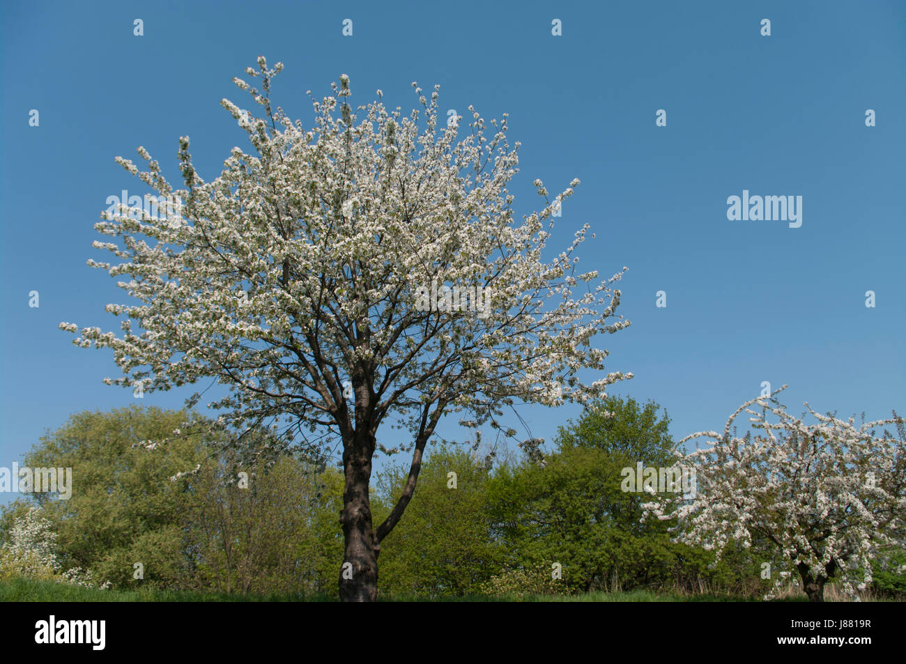 Diok Tree fruit tree increases the dike Stock Photo - Alamy