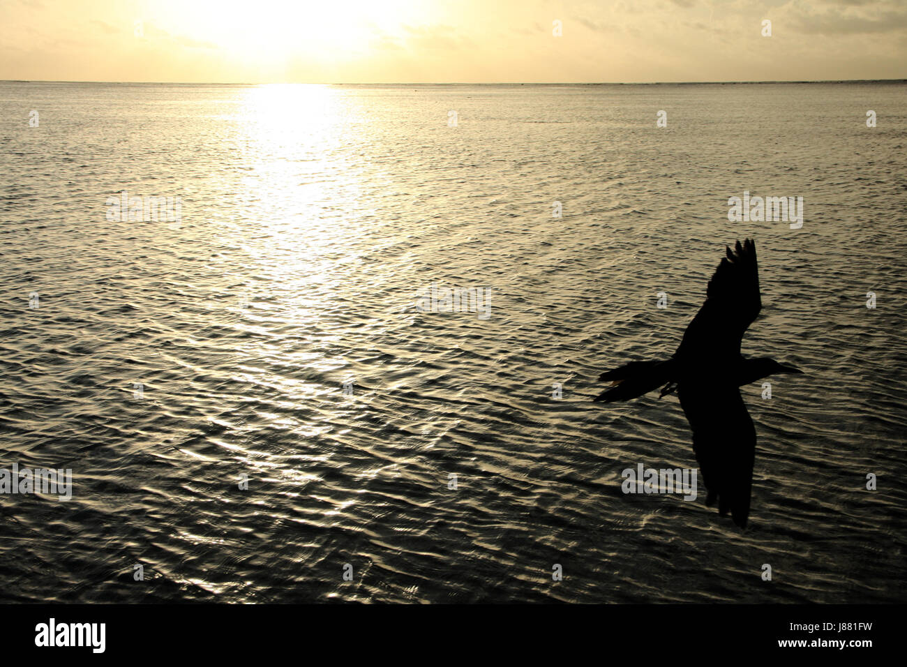 bird @ sunset Stock Photo