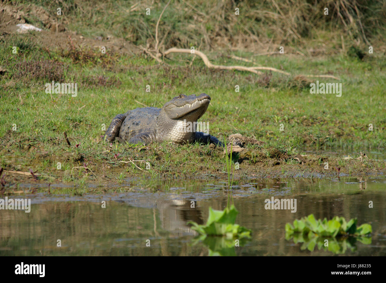 mugger-crocodile-and-nepal-hi-res-stock-photography-and-images-alamy